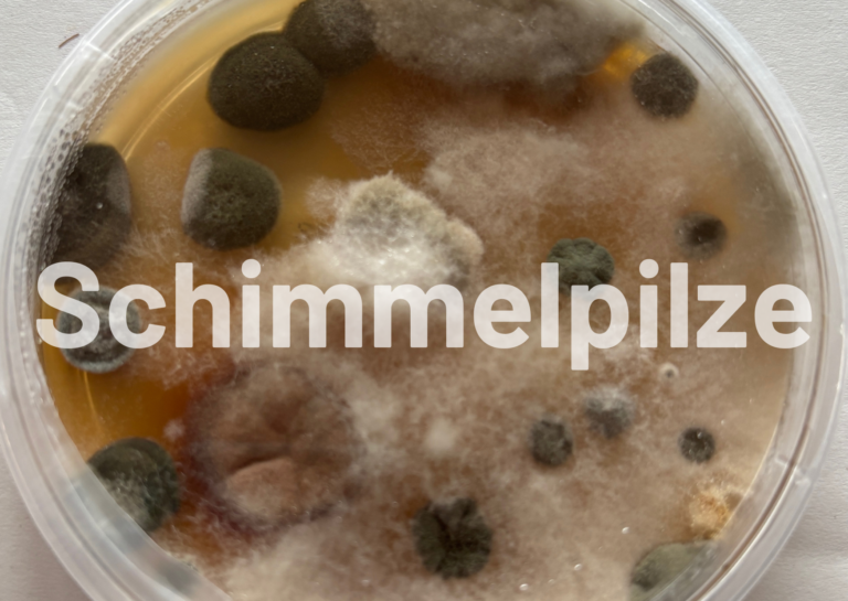 Schimmelpilze in Innenräumen sind gesundheitsgefährdend