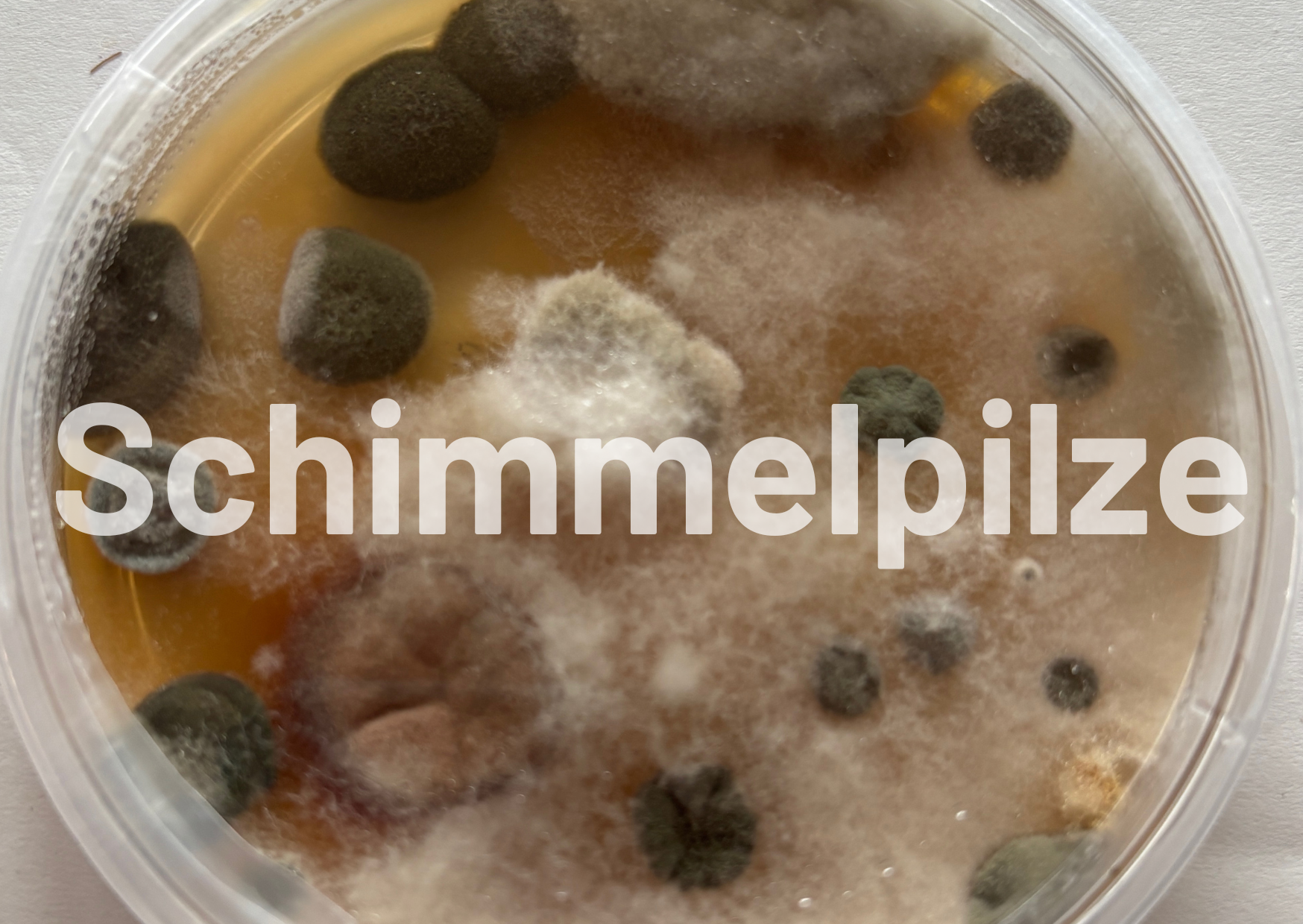 Schimmelpilze in Innenräumen sind gesundheitsgefährdend